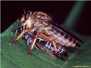 A robber fly with prey