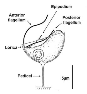 contractile vacuole portrayal