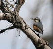 red breasted nuthatch