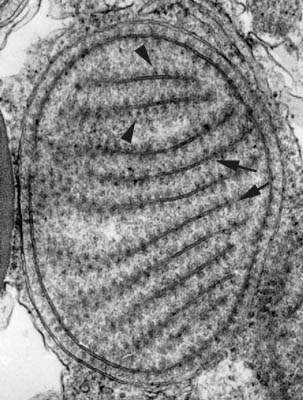 Lamellar Granules