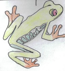 Red Eyed Tree Frog