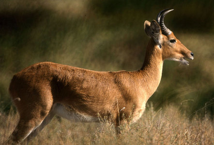 Bohor reedbuck