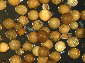 Scutellospora castanea