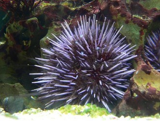 Purple Sea Urchin