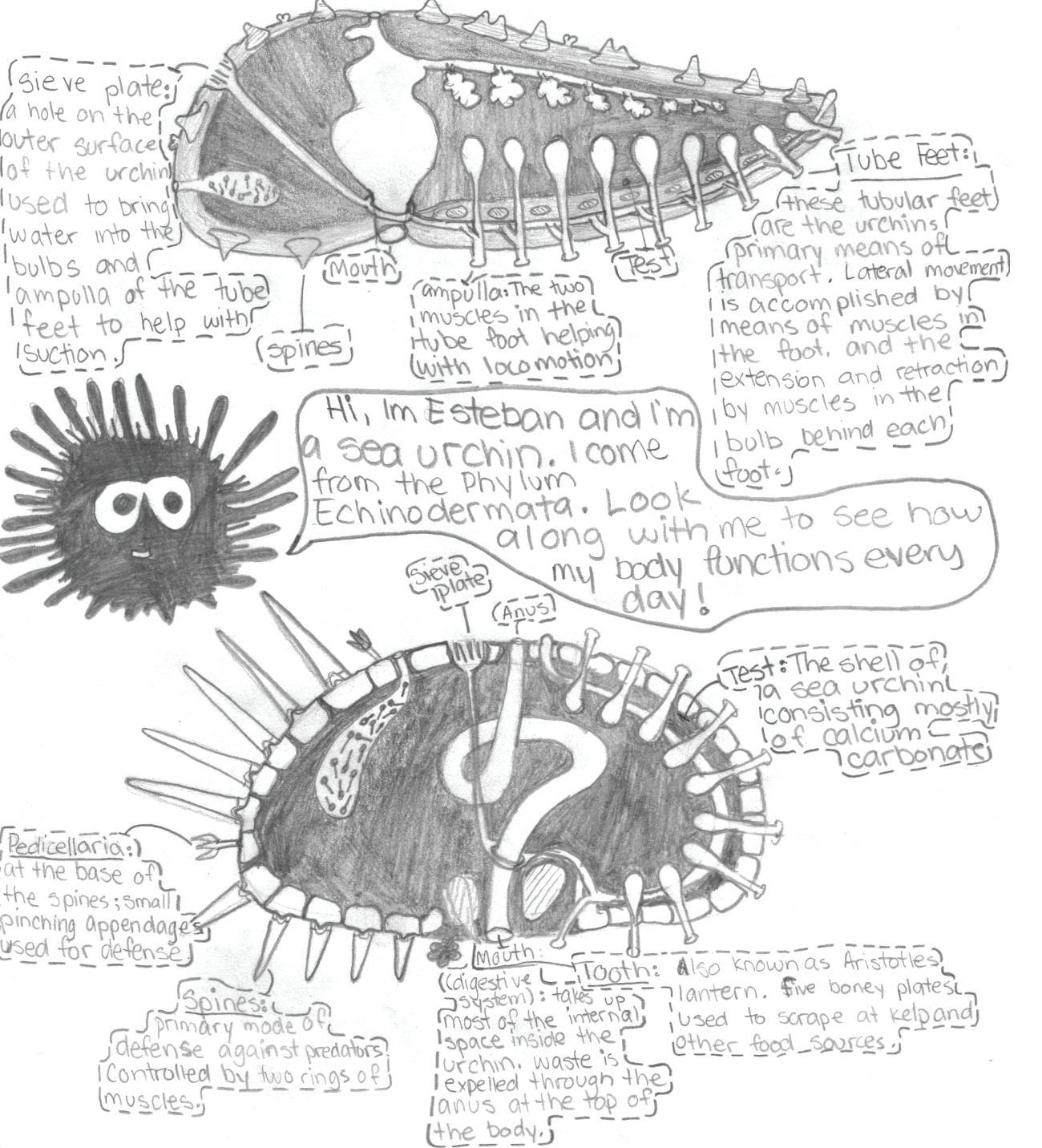 Sea Star Adaptation Chart With Answers