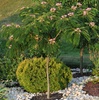 Mimosa (Albizia julibrissin) 