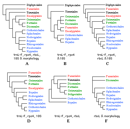 C Tree