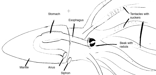 squidanatomy.png