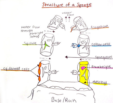 Sponges Circulatory System