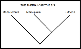 theriahypothesisphylogeny.200a.bmp