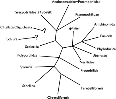 Annelida Classification Chart