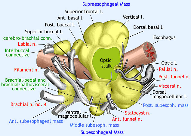 Brain Anterior View