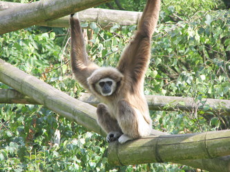 long arm monkey