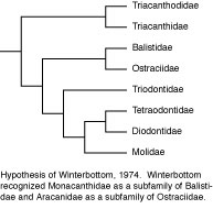 Cladistic Analysis