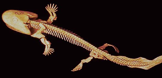 Axolotl Skeleton
