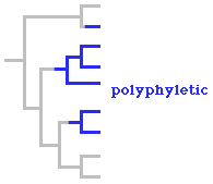 polyphyletic diagram