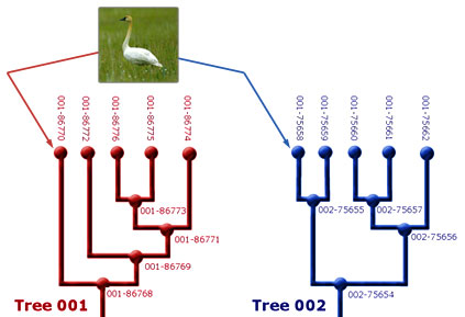 washington hawthorn tree facts. christmas trees in canadaquot;