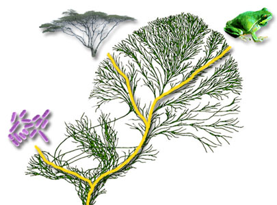 所有生物都是通过生命之树分支的基因传递而联系在一起的