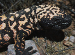 gila monster