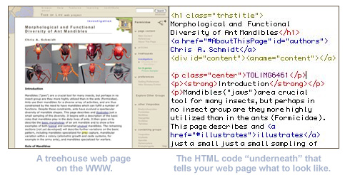 网页及其下方的HTML
