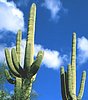 pair of saguaros