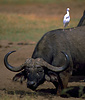 African buffalo