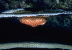 Flamingo tongue snail, Cyphoma gibbosum