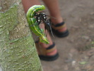 Parasitic wasps mating on caterpillar