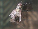 2 Horse Flies mating