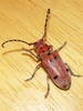 Red Milkweed Beetle