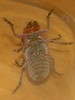 Red Milkweed Beetle