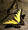tiger swallowtail