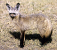 Bat-eared fox