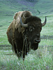 American bison