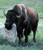American bison