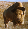 Albino American bison
