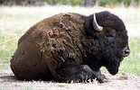 American bison