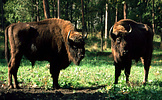 European bison