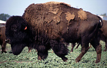 American bison