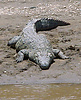 Nile crocodile