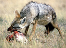 Golden jackal