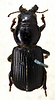Idiomorpha guerini