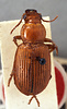 Idiomorpha xanthochrous