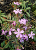Saponaria ocymoides