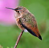 Allen's Hummingbird