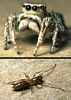 Habronattus jumping spider and schizomid