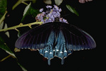 pipevine swallowtail butterfly