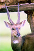 Bushbuck