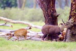 Bushbuck