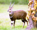 Bushbuck